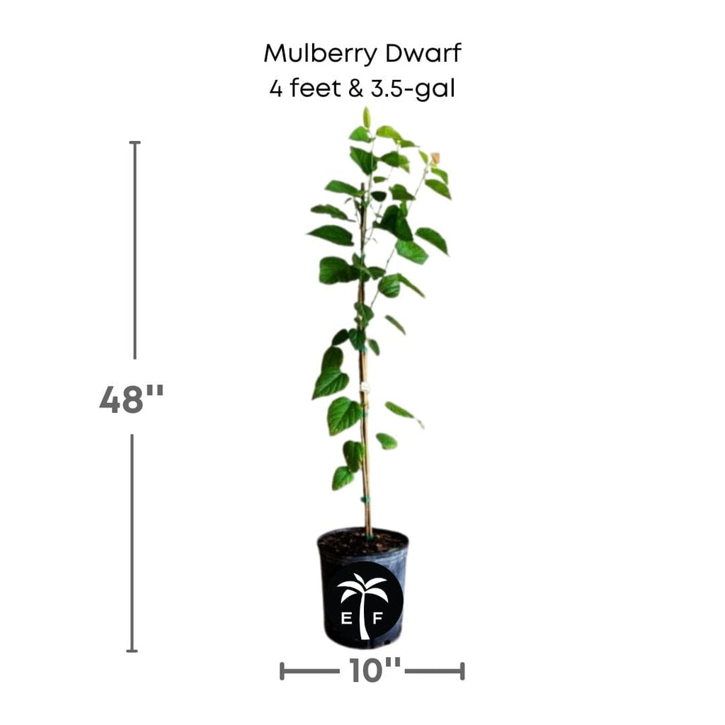 Mulberry Dwarf Everbearing Tree Fruit Trees 118-Agri-Starts Inc 4 feet & 3.5-gal