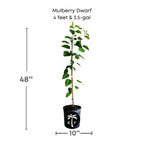Mulberry Dwarf Everbearing Tree Fruit Trees 118-Agri-Starts Inc 4 feet & 3.5-gal