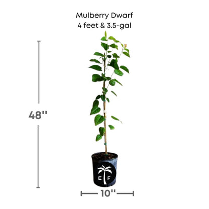 Mulberry Dwarf plant in a 3 gallon pot and 4 feet