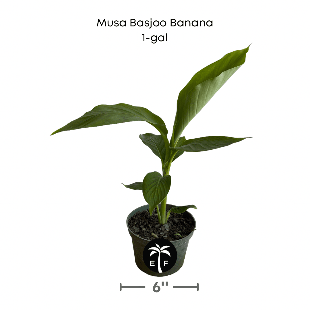 Basjoo Banana Plant – Cold Hardy Tropical Beauty Everglades Farm