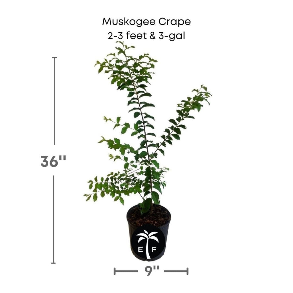 Muskogee Crape Myrtle Plant 124-Liner Source Inc. 2-3 feet & 3-gal