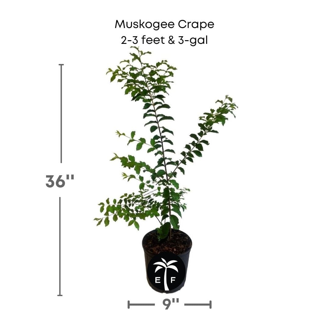 Muskogee Crape Myrtle Plant 124-Liner Source Inc. 2-3 feet & 3-gal