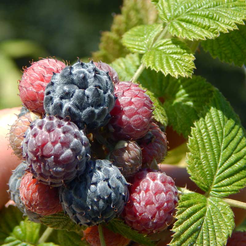Mysore Raspberry Plant