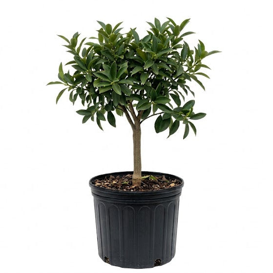 Marumi Kumquat Grafted Fruit Tree