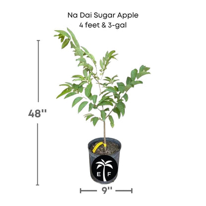 Na Dai Sugar Apple Vietnamese, Sweetsop, Annona Tree Fruit Trees 100-Carlos Tropical Fruits 4 feet & 3-gal 