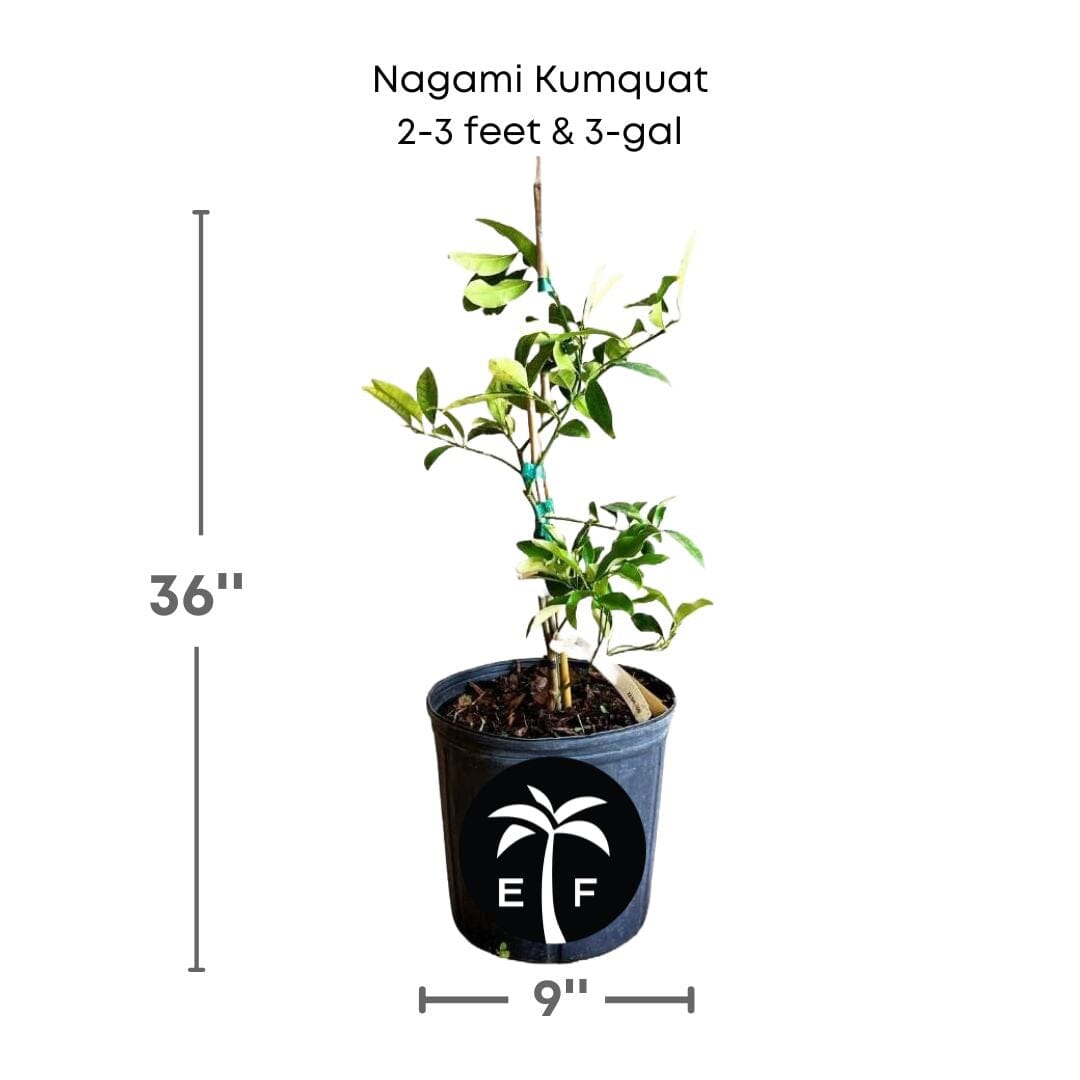 Nagami Kumquat Dwarf Citrus Tree Grafted 113-Brite Leaf Citrus Nursery 2-3 feet & 3-gal