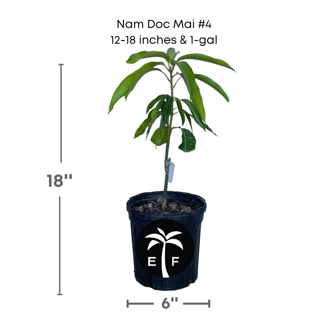 Nam Doc Mai # 4 Dwarf Mango Tree, Grafted Fruit Trees 102-Zill High Performance Plants 12-18 inches & 1-gal 