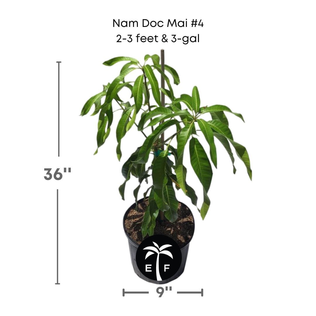 Nam Doc Mai # 4 Dwarf Mango Tree, Grafted Fruit Trees 102-Zill High Performance Plants 2-3 feet & 3-gal 