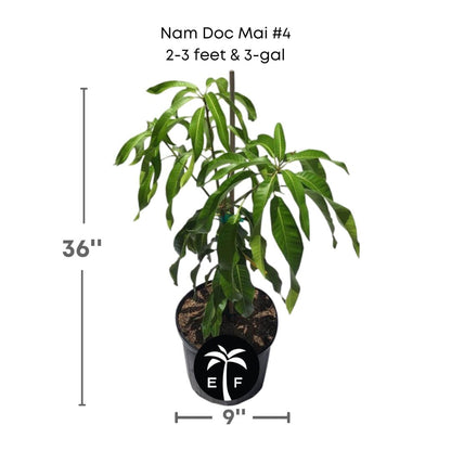 Nam Doc Mai # 4 Dwarf Mango Tree, Grafted Fruit Trees 102-Zill High Performance Plants 2-3 feet & 3-gal 