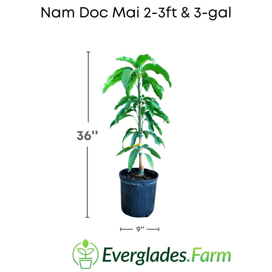 The Nam Doc Mai #4 variety produces high-quality mangos with sweet and juicy pulp. These mangos are of medium size and have an intense green skin with reddish highlights.