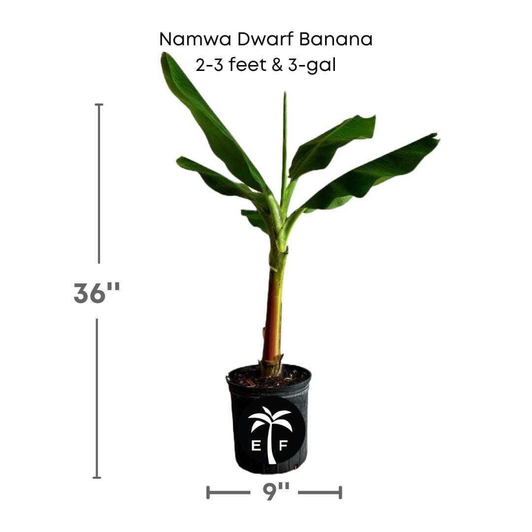 Namwa Dwarf Banana Tree Fruit Trees 109-Going Bananas 2-3 feet & 3-gal 