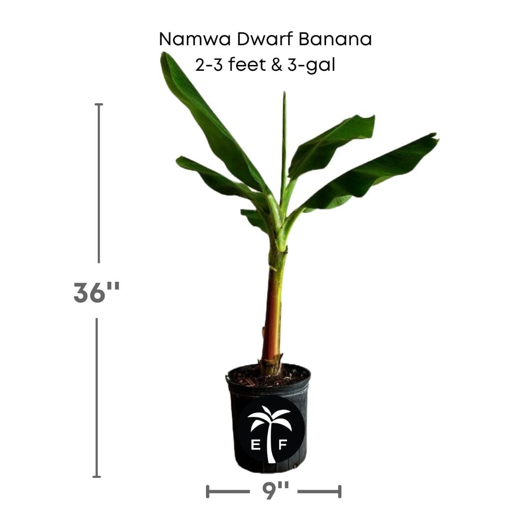 Namwa Dwarf Banana Tree Fruit Trees 109-Going Bananas 2-3 feet & 3-gal
