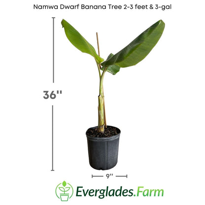 The Namwa Dwarf Banana plant features green and vibrant leaves that create an attractive fan-shaped foliage, perfectly complementing its golden fruit. Despite its small size, each cluster of bananas holds numerous units that, once ripe, provide an explosion of tropical flavor.