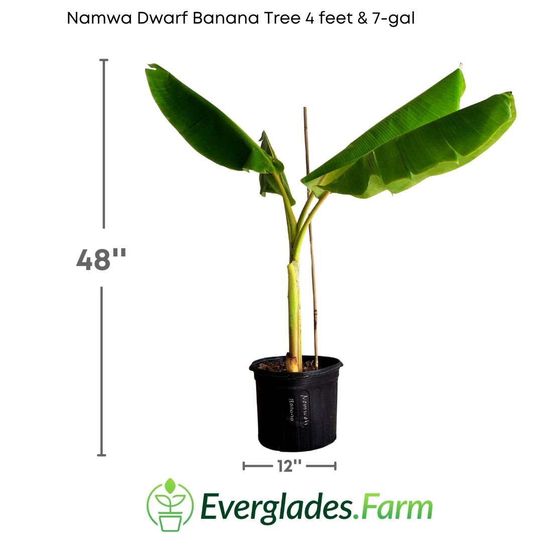 This plant, often grown in pots due to its manageable size, can be enjoyed both indoors and outdoors as long as it is provided with the appropriate amount of sunlight and humidity.