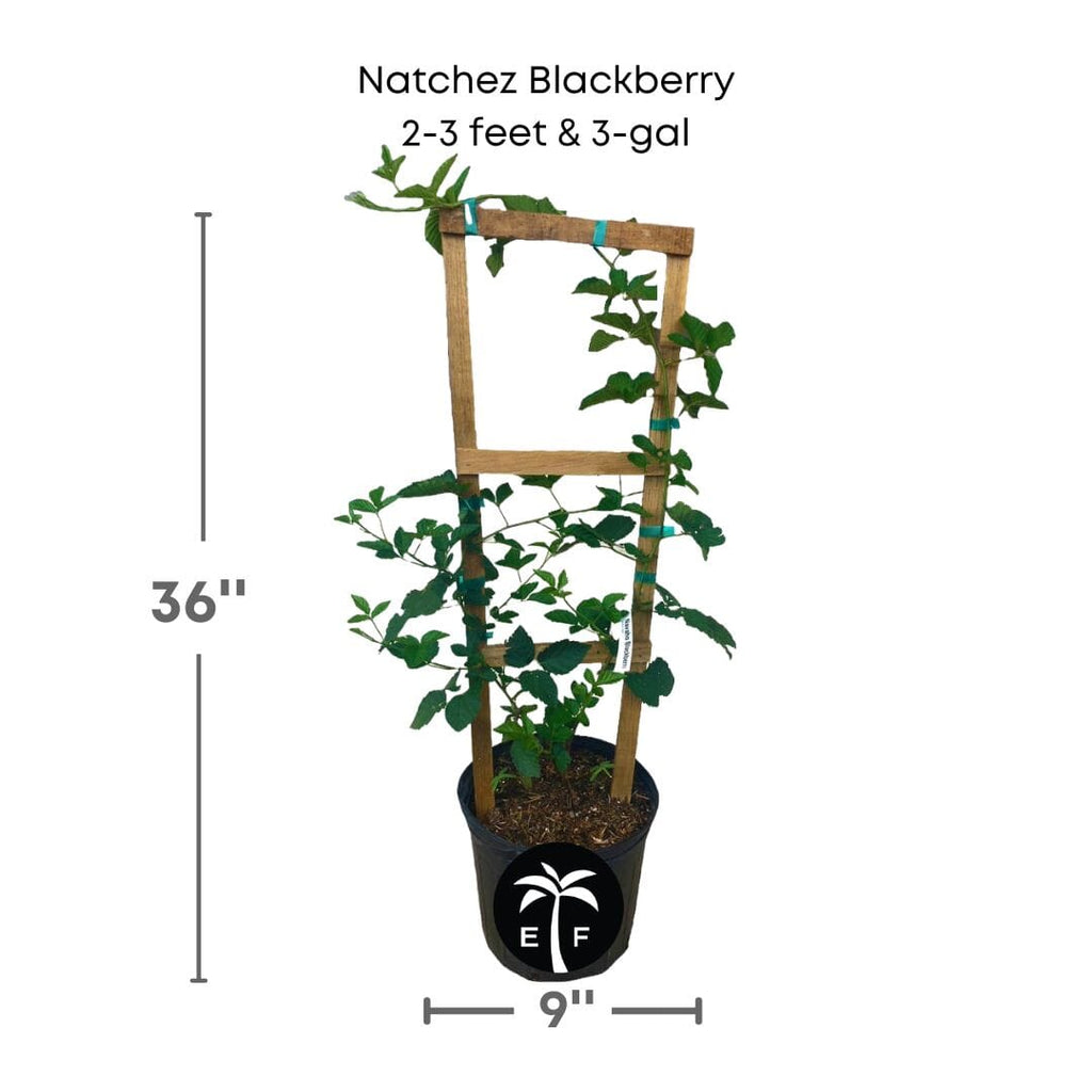 Natchez Thornless Blackberry Plant 103-Pine Island Nursery 2-3 feet & 3-gal