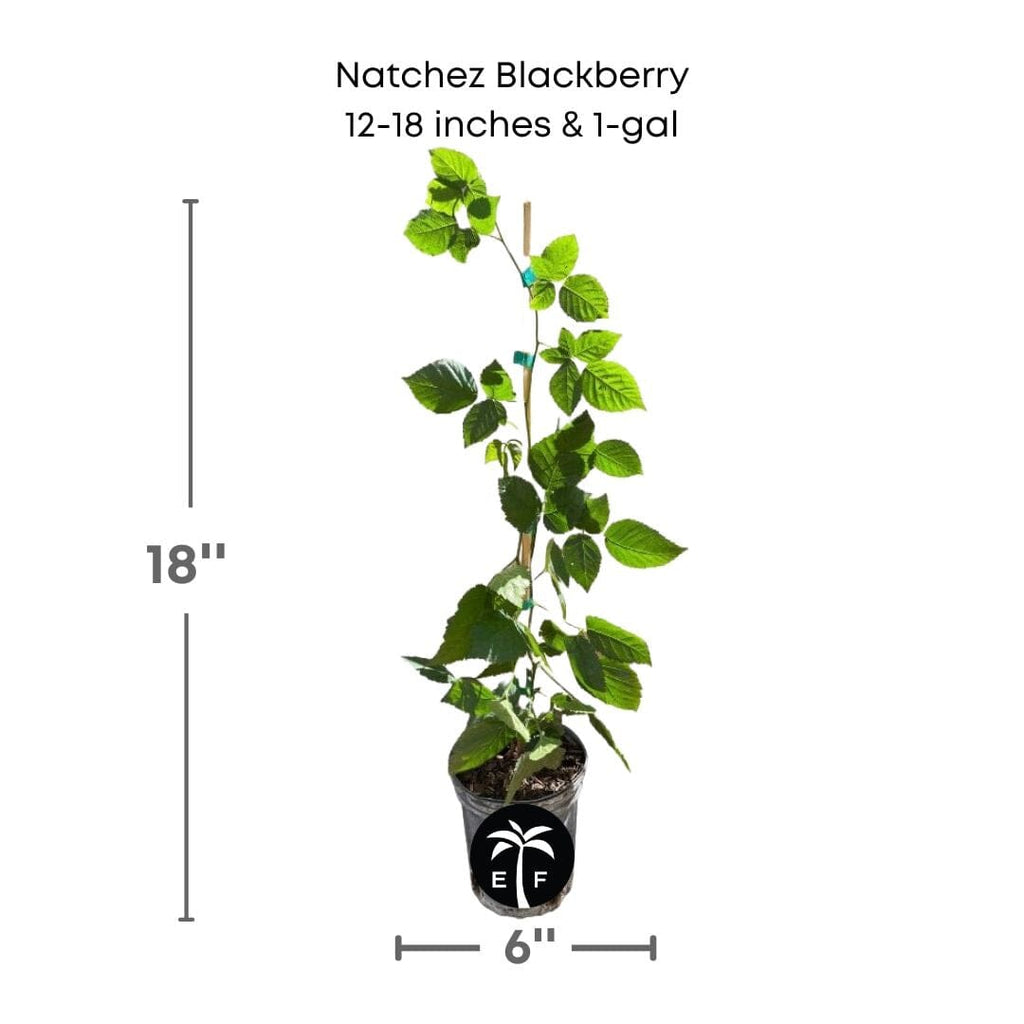 Natchez Thornless Blackberry Plant 103-Pine Island Nursery 12-18 inches & 1-gal