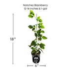 Natchez Thornless Blackberry Plant 103-Pine Island Nursery 12-18 inches & 1-gal
