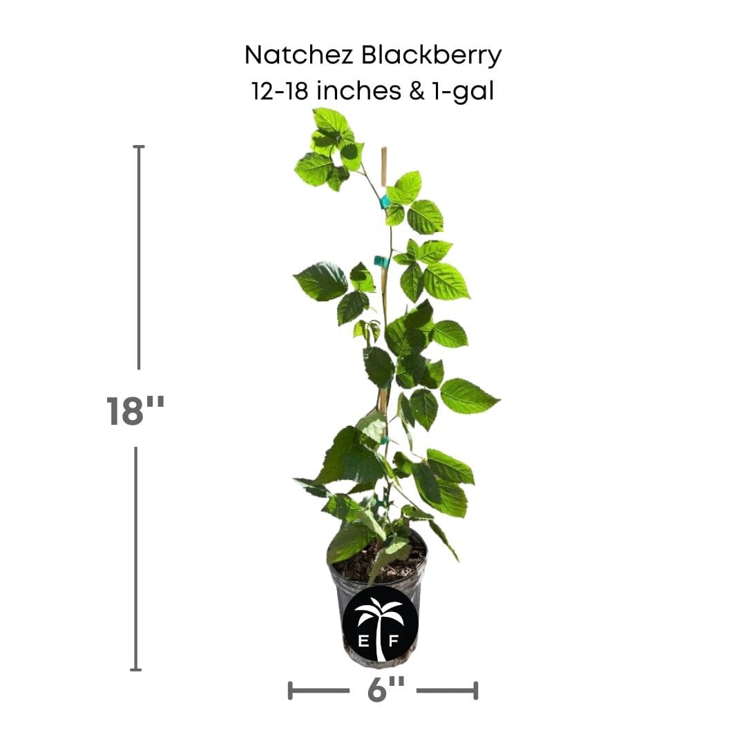 Natchez Thornless Blackberry Plant 103-Pine Island Nursery 12-18 inches & 1-gal
