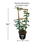 Navaho, Summer Bearing, Thornless Blackberry Plant 103-Pine Island Nursery 2-3 feet & 3-gal 