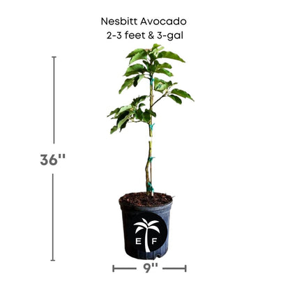 Nesbitt Avocado Tree Grafted Fruit Trees 110-Guacalina Nursery & Broker 2-3 feet & 3-gal 