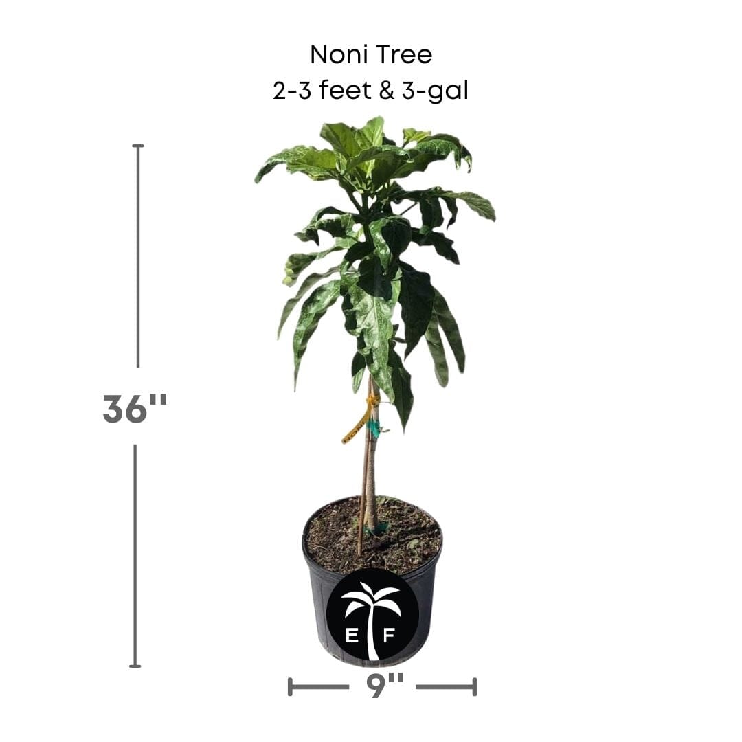 Noni Tree 102-Zill High Performance Plants 2-3 feet & 3-gal