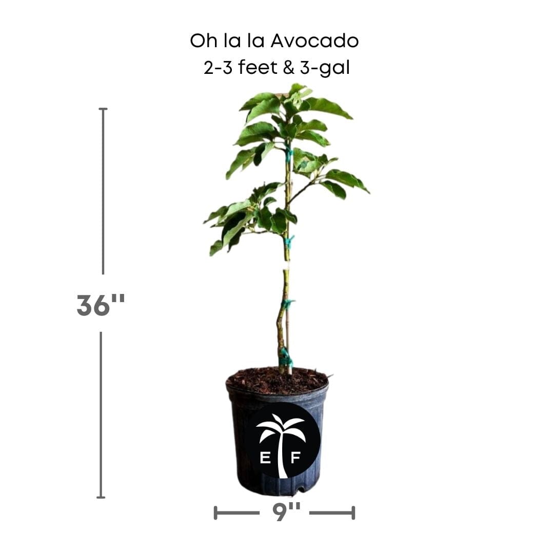 Oh La La Super Hass Avocado Tree, Grafted Fruit Trees 102-Zill High Performance Plants 2-3 feet & 3-gal 