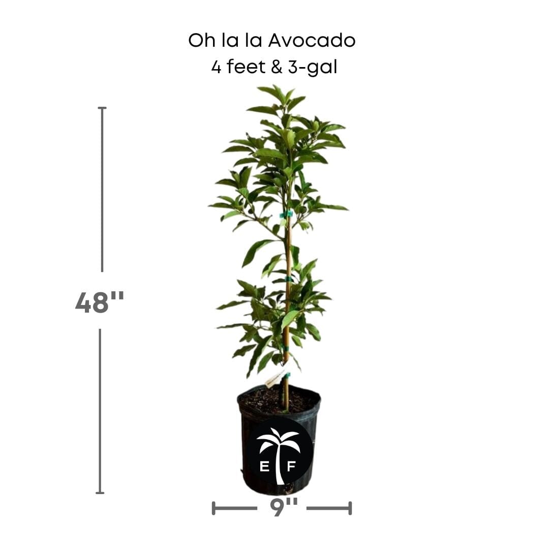 Oh La La Super Hass Avocado Tree, Grafted Fruit Trees 102-Zill High Performance Plants 4 feet & 3-gal 