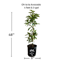 Oh La La Super Hass Avocado Tree, Grafted Fruit Trees 102-Zill High Performance Plants 4 feet & 3-gal 