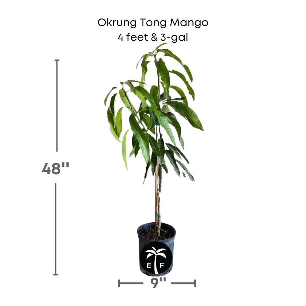 Okrung Tong Mango Tree, Grafted Fruit Trees 100-Carlos Tropical Fruits 4 feet & 3-gal 