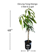 Okrung Tong Mango Tree, Grafted Fruit Trees 100-Carlos Tropical Fruits 4 feet & 3-gal 