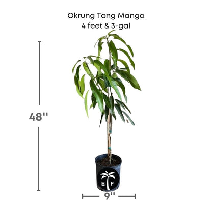 Okrung Tong Mango Tree, Grafted Fruit Trees 100-Carlos Tropical Fruits 4 feet & 3-gal 