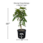 Okrung Tong Mango Tree, Grafted Fruit Trees 100-Carlos Tropical Fruits 4 feet & 7-gal 
