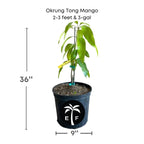 Okrung Tong Mango Tree, Grafted Fruit Trees 100-Carlos Tropical Fruits 2-3 feet & 3-gal 