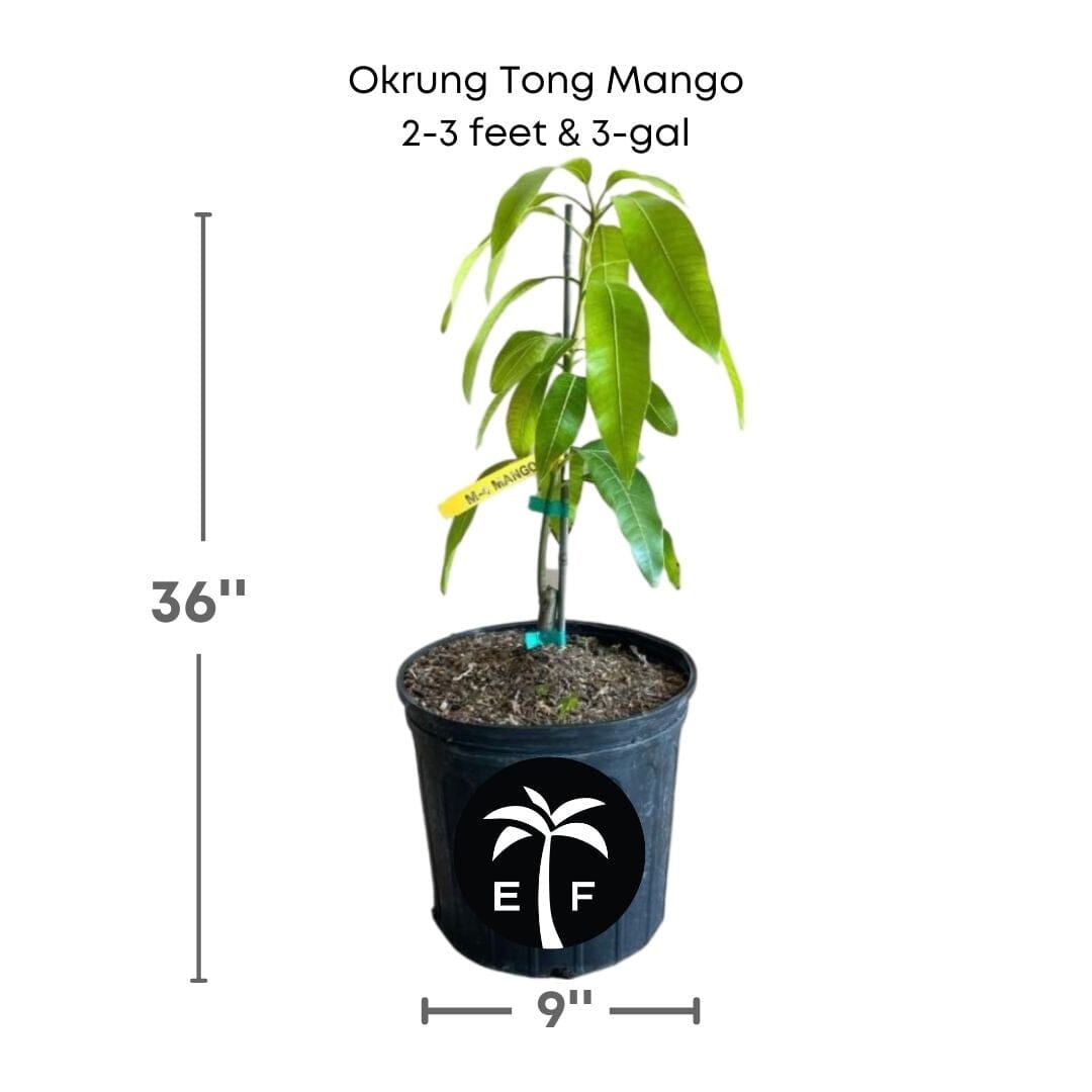 Okrung Tong Mango Tree, Grafted Fruit Trees 100-Carlos Tropical Fruits 2-3 feet & 3-gal 