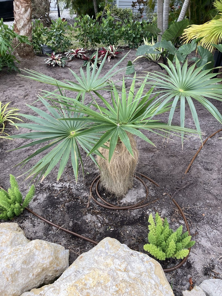 Old Man Palm Silver Rare and Slow Growing