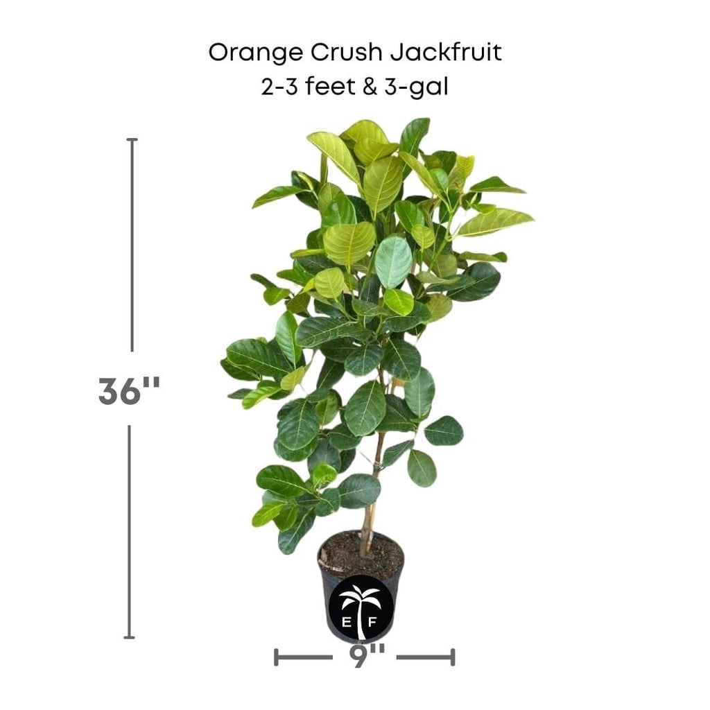 Orange Crush Jackfruit Tree Grafted 111-Lalo Melo 2-3 feet & 3-gal