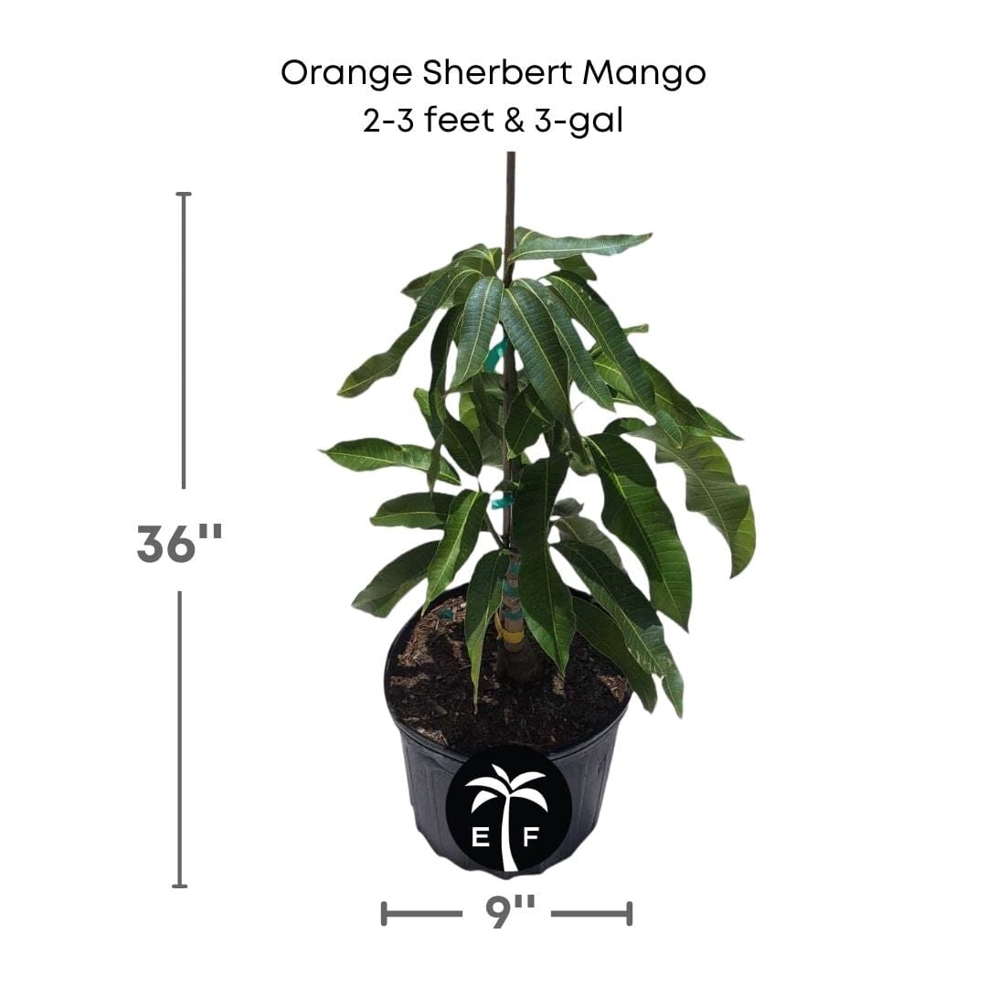 Orange Sherbert Mango Tree Grafted Fruit Trees 102-Zill High Performance Plants 2-3 feet & 3-gal