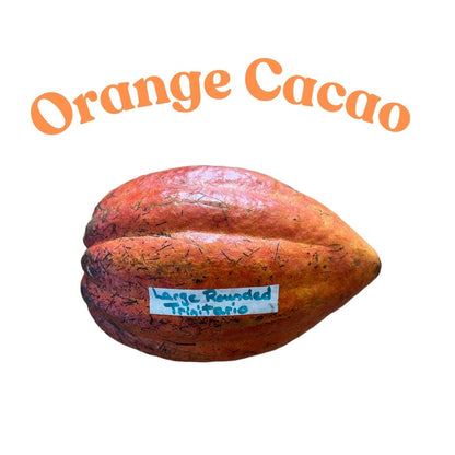 orange cacao pod