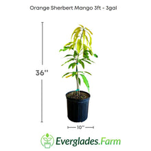 Load image into Gallery viewer, The flavor of Orange Sherbert Mango is exceptionally rich and complex, with notes of pineapple, peach, and tangerine, making it a perfect choice for lovers of sweet and exotic flavors.
