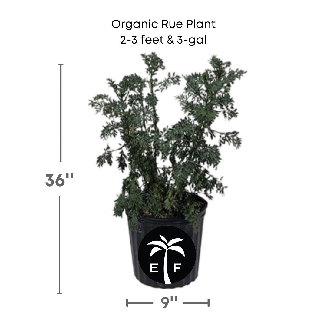 organic rue plant in a 3 gallon pot