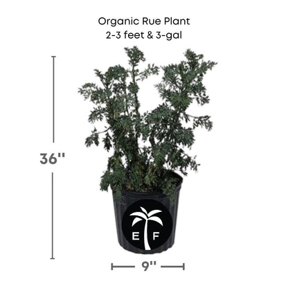 organic rue plant in a 3 gallon pot