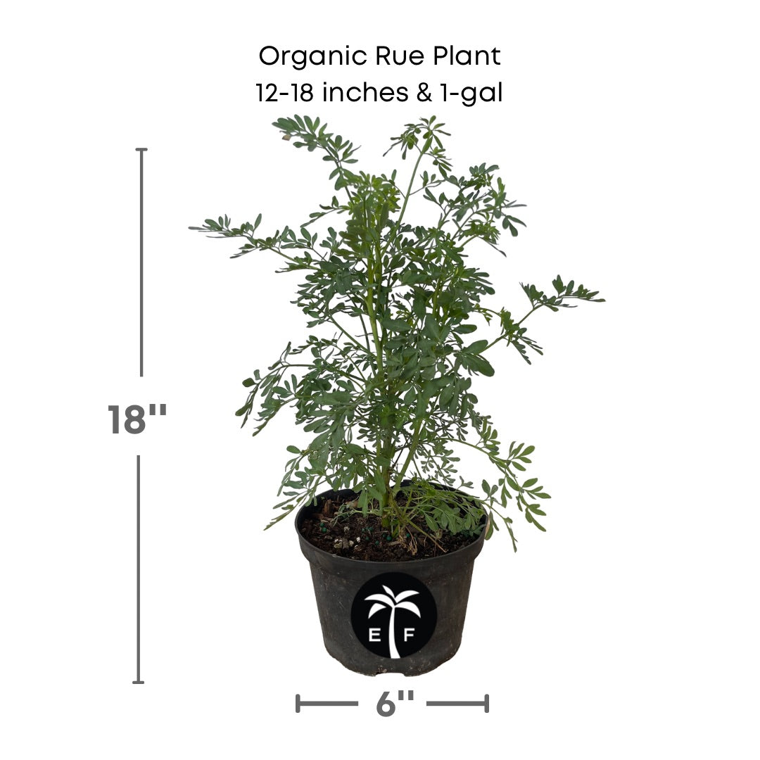 Organic Rue plant in a 1 gallon pot