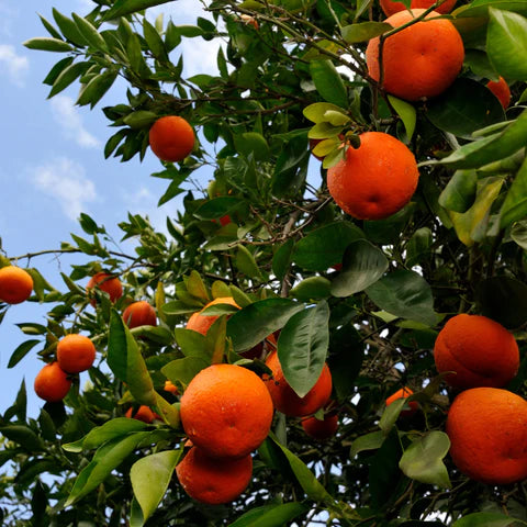 Orlando Tangelo Fruit Tree