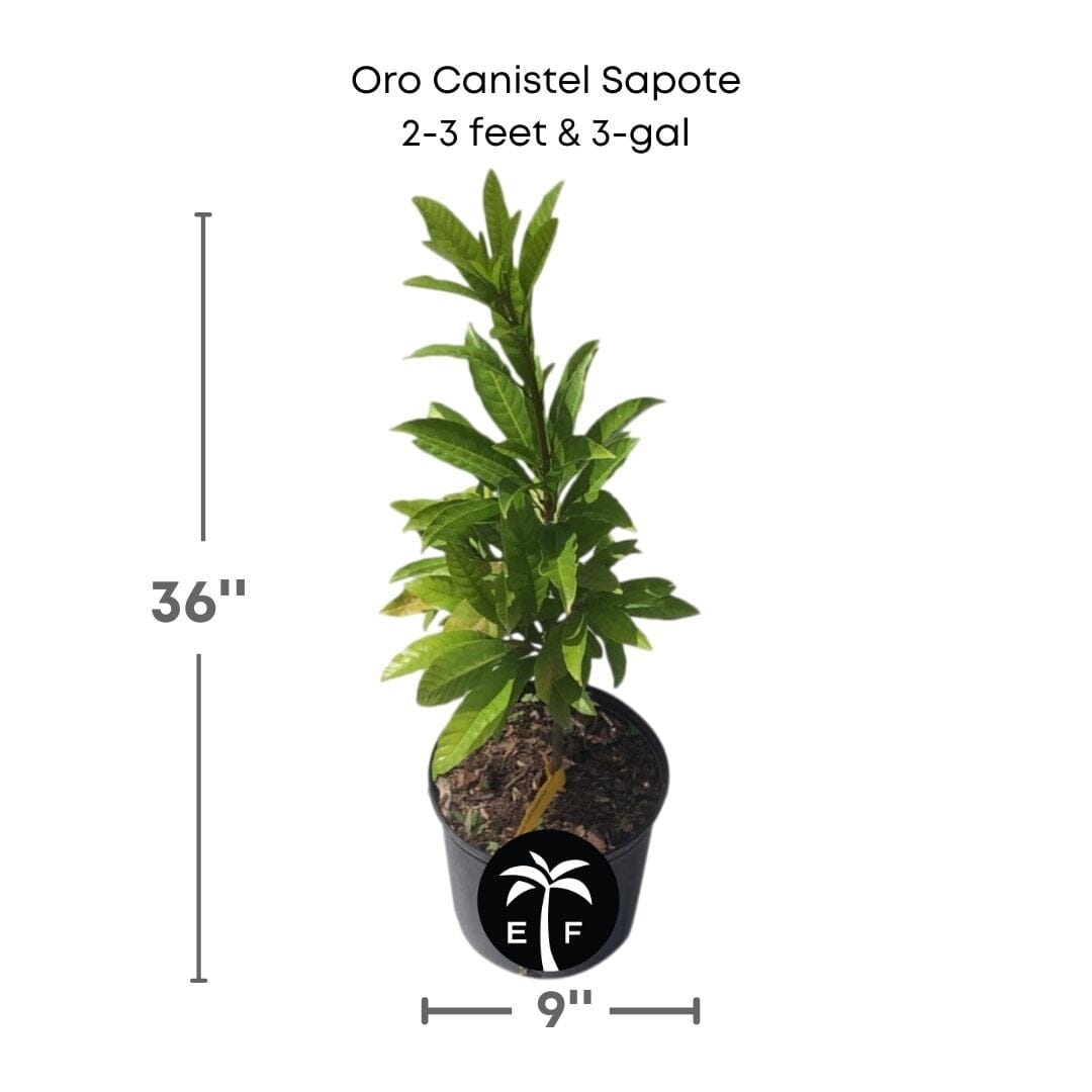 Oro Canistel Sapote [Egg-Fruit] Tree 100-Carlos Tropical Fruits