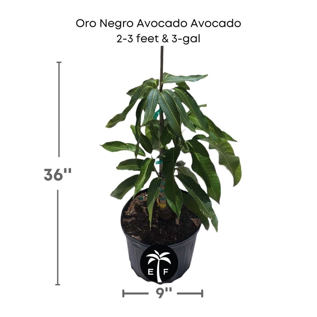 Oro Negro Black Gold Avocado Tree, Grafted Fruit Trees 102-Zill High Performance Plants 2-3 feet & 3-gal 