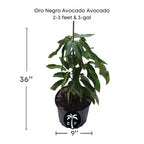 Oro Negro Black Gold Avocado Tree, Grafted Fruit Trees 102-Zill High Performance Plants 2-3 feet & 3-gal 