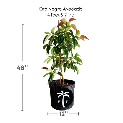 oro negro avocado plant in a 7 gallon pot