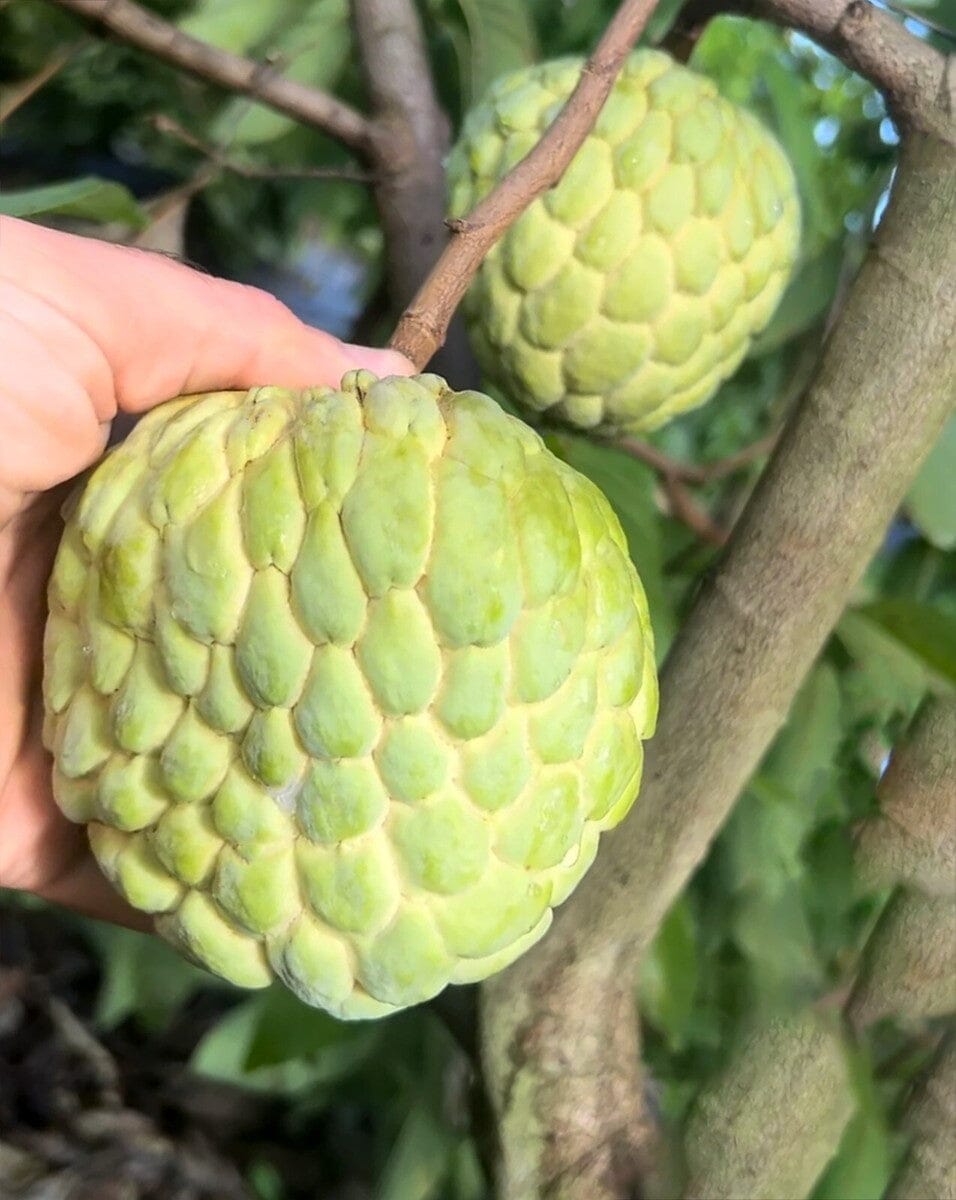 PPC Atemoya Tree – Grafted Tropical Fruit Tree Fruit Trees Everglades Farm 