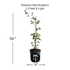 Pakistan Red Mulberry Tree 111-Lalo Melo 2-3 feet & 3-gal
