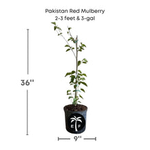 Pakistan Red Mulberry Tree 111-Lalo Melo 2-3 feet & 3-gal